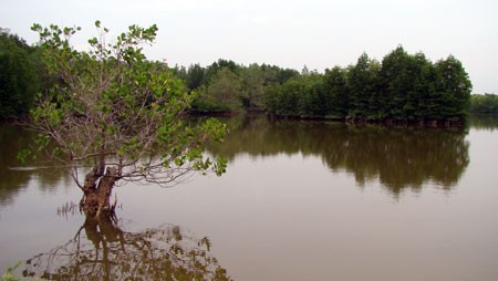Salt water will penetrate further inland in the Mekong Delta this dry season (Photo: CAND Online) Salt water will penetrate further inland in the Mekong Delta this dry season (Photo: CAND Online)